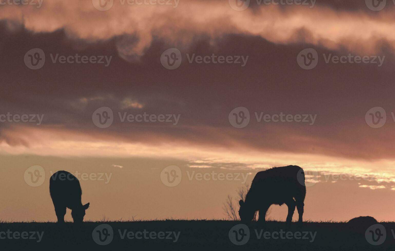 Steers fed with natural grass, Pampas, Argentina photo