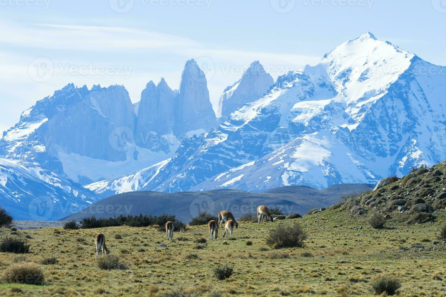 guanacos pastoreo,torres del paine nacional parque, Patagonia, Chile. foto