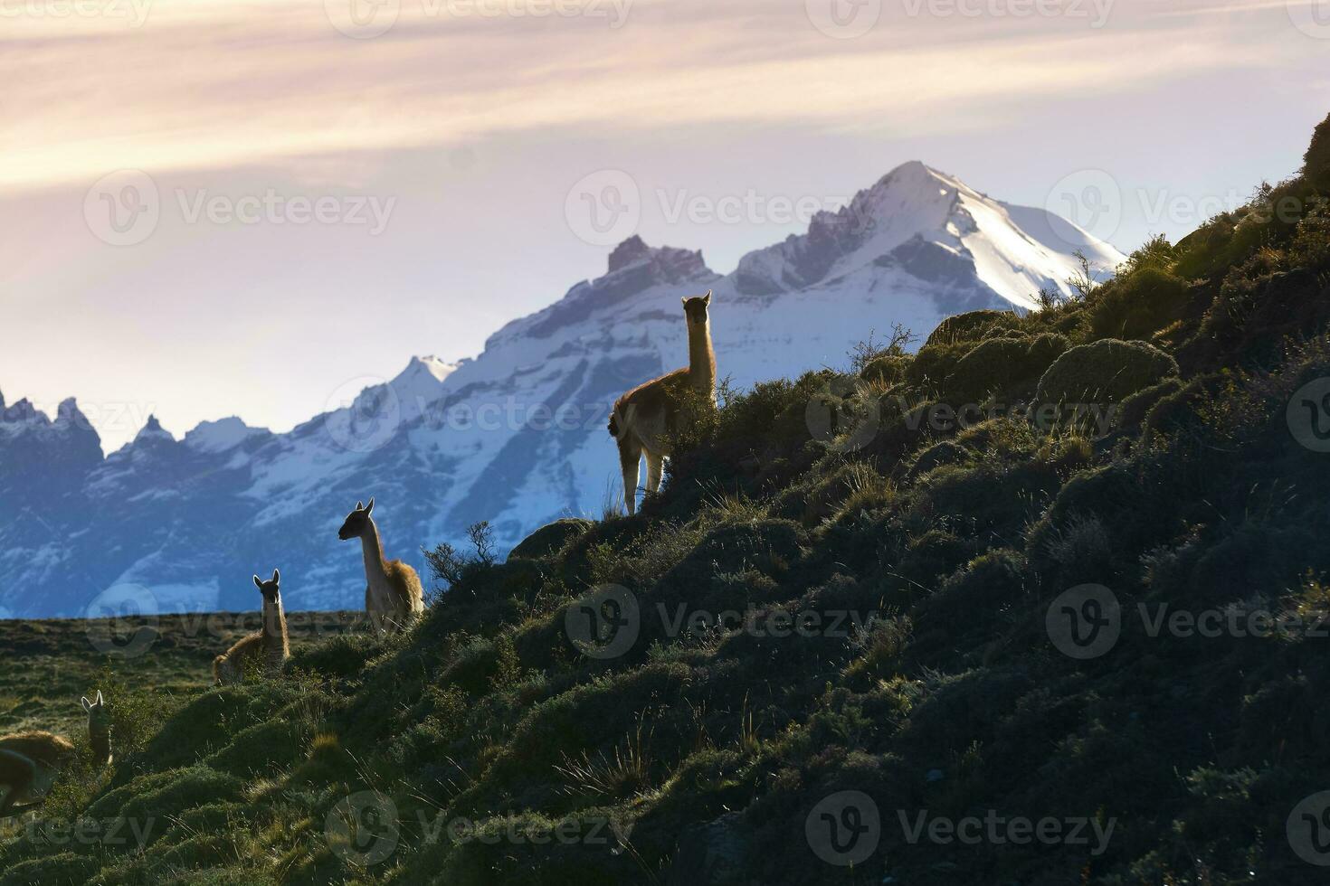 guanacos pastoreo,torres del paine nacional parque, Patagonia, Chile. foto
