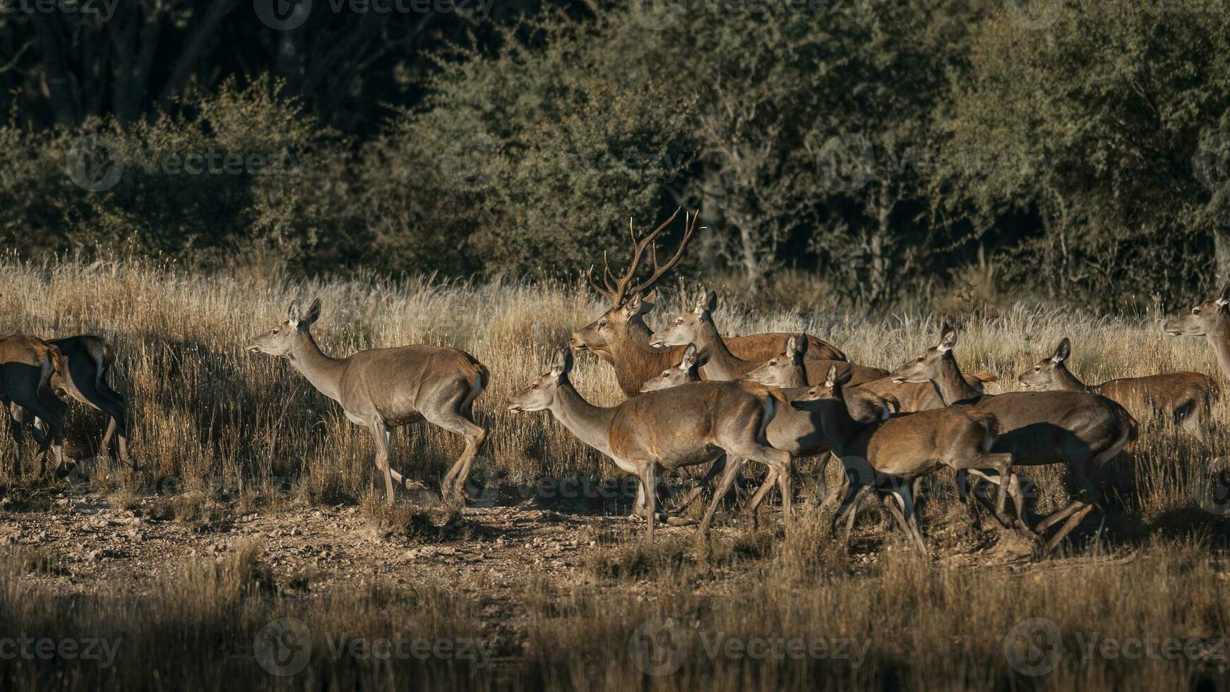 Red deer in Parque Luro Nature Reserve, La Pampa, Argentina photo