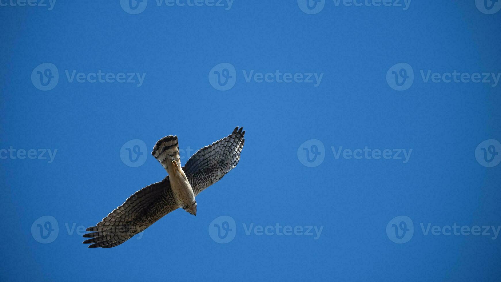 largo con alas aguilucho en vuelo, la pampa provincia, Patagonia , argentina foto