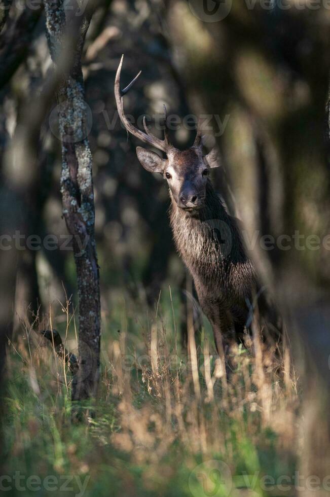 Red deer in La Pampa, Argentina, Parque Luro, Nature Reserve photo