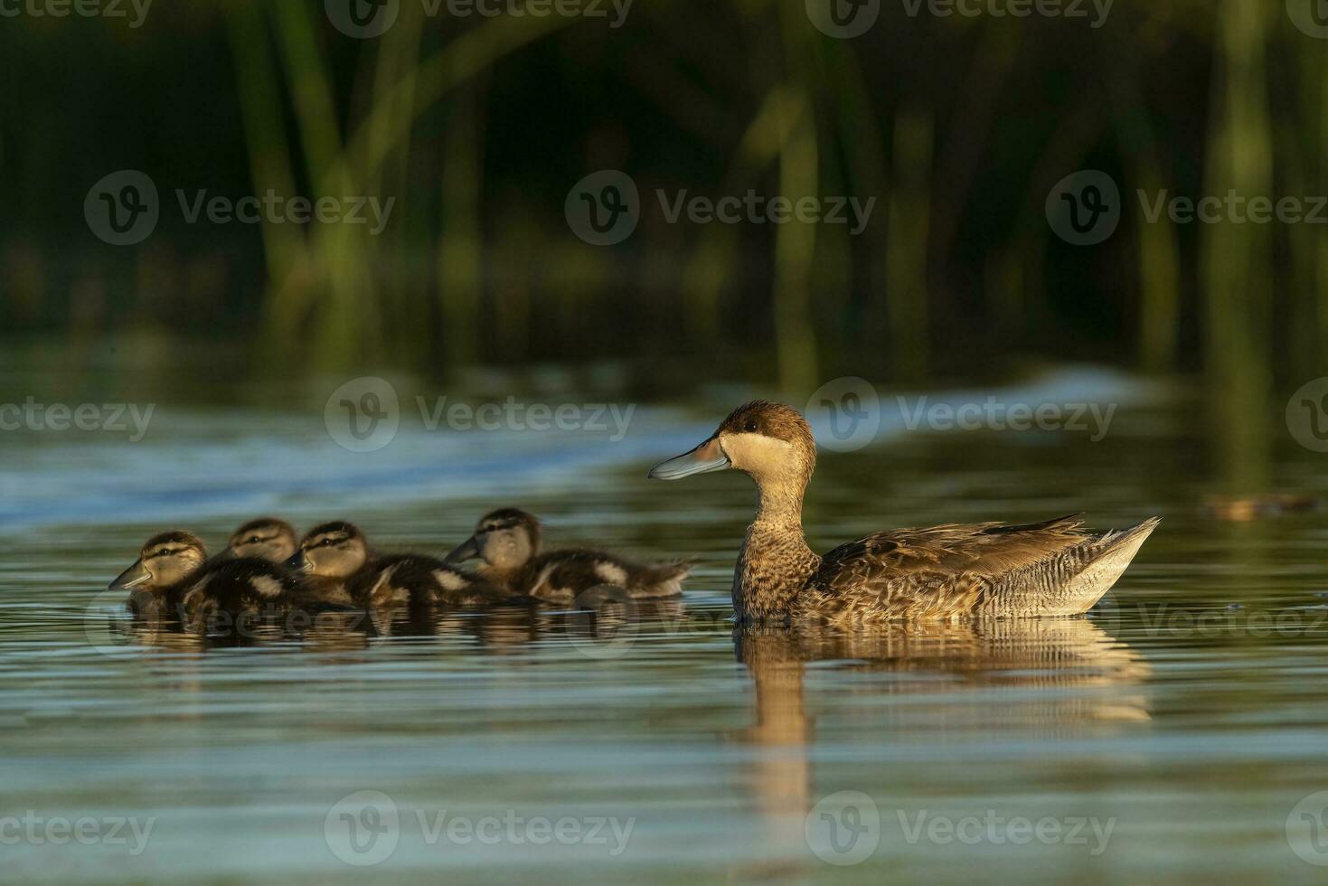 Silver teal, Spatula versicolor , with chicks, La Pampa Province, Patagonia, Argentina. photo