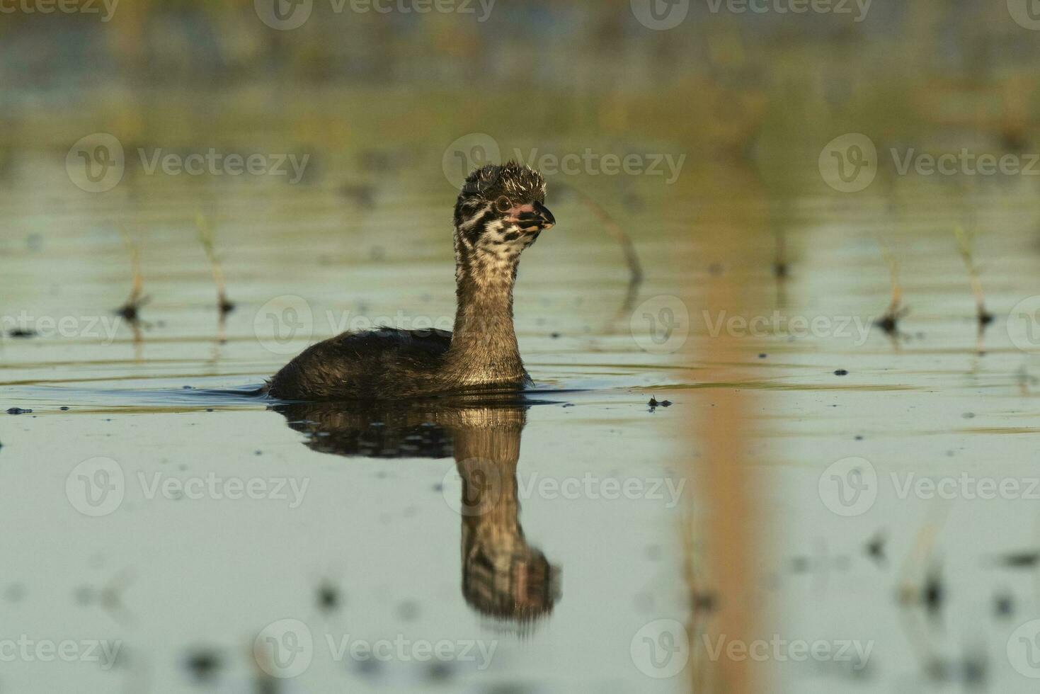 de varios colores facturado zampullín nadando en un laguna, la pampa provincia, argentina. foto