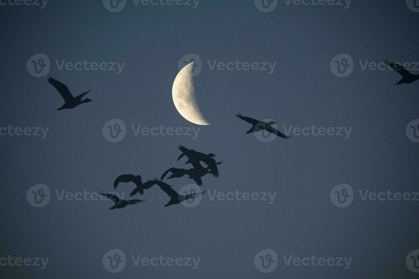 Moon in a clear sky before dark photo