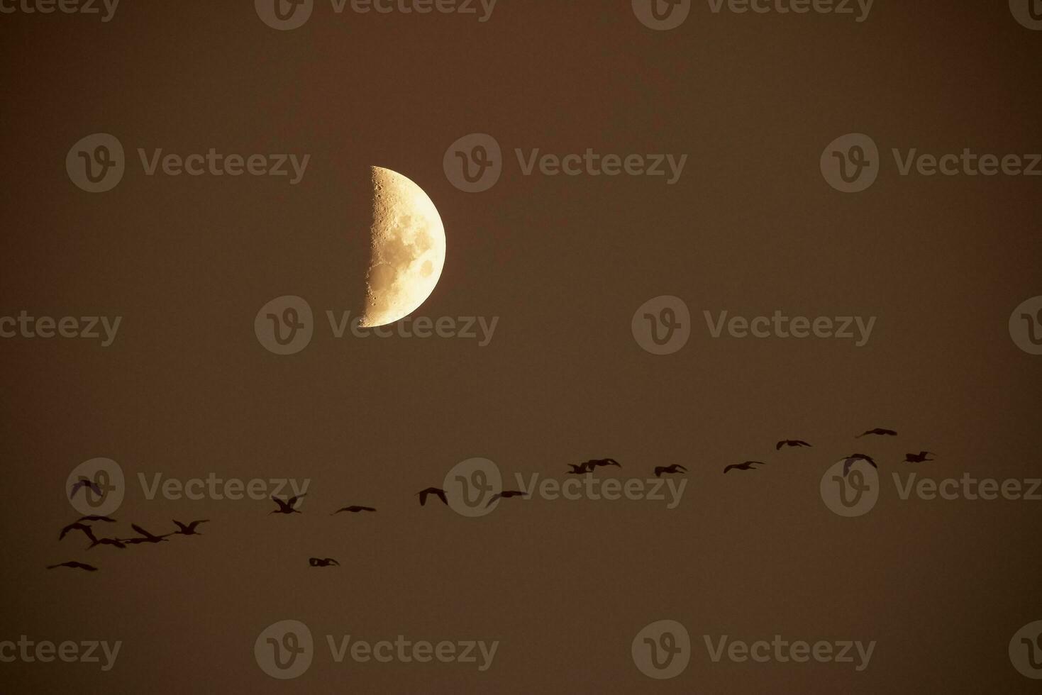 Moon in a clear sky before dark photo