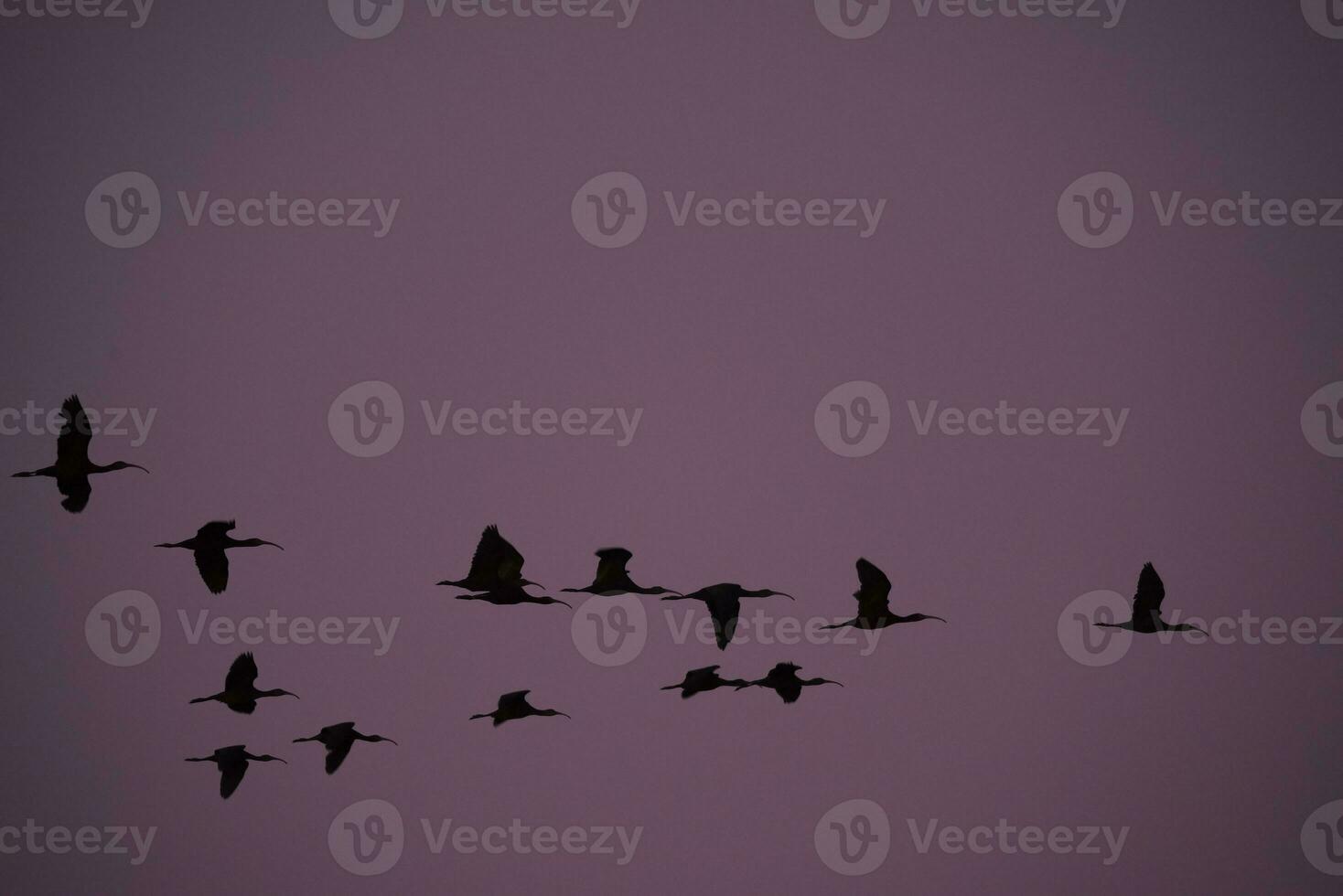 Flock of birds flying at sunrise, La Pampa province, Patagonia, Argentina. photo