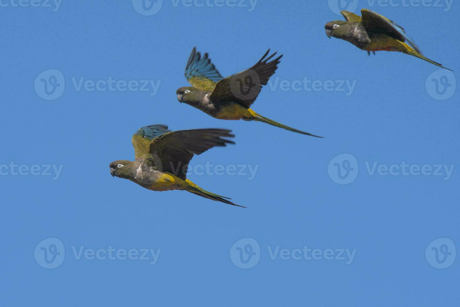 Burrowing Parrot in flight, La Pampa Province, Patagonia, Argentina photo