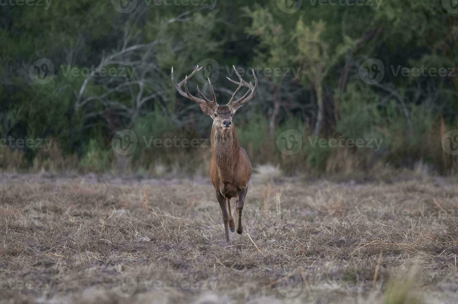 Red deer, Male roaring in La Pampa, Argentina, Parque Luro, Nature Reserve photo