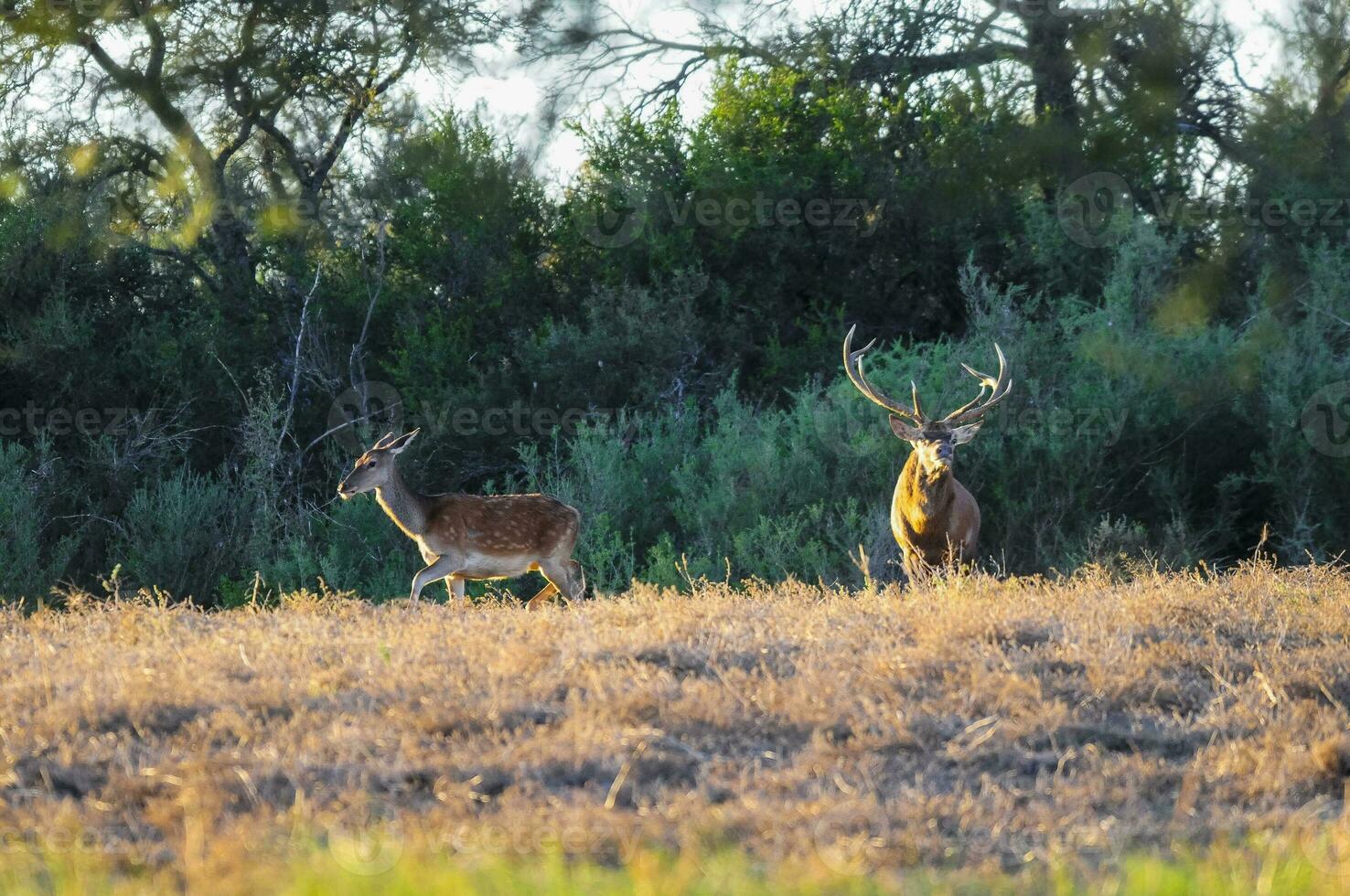 Red deer, Male roaring in La Pampa, Argentina, Parque Luro, Nature Reserve photo