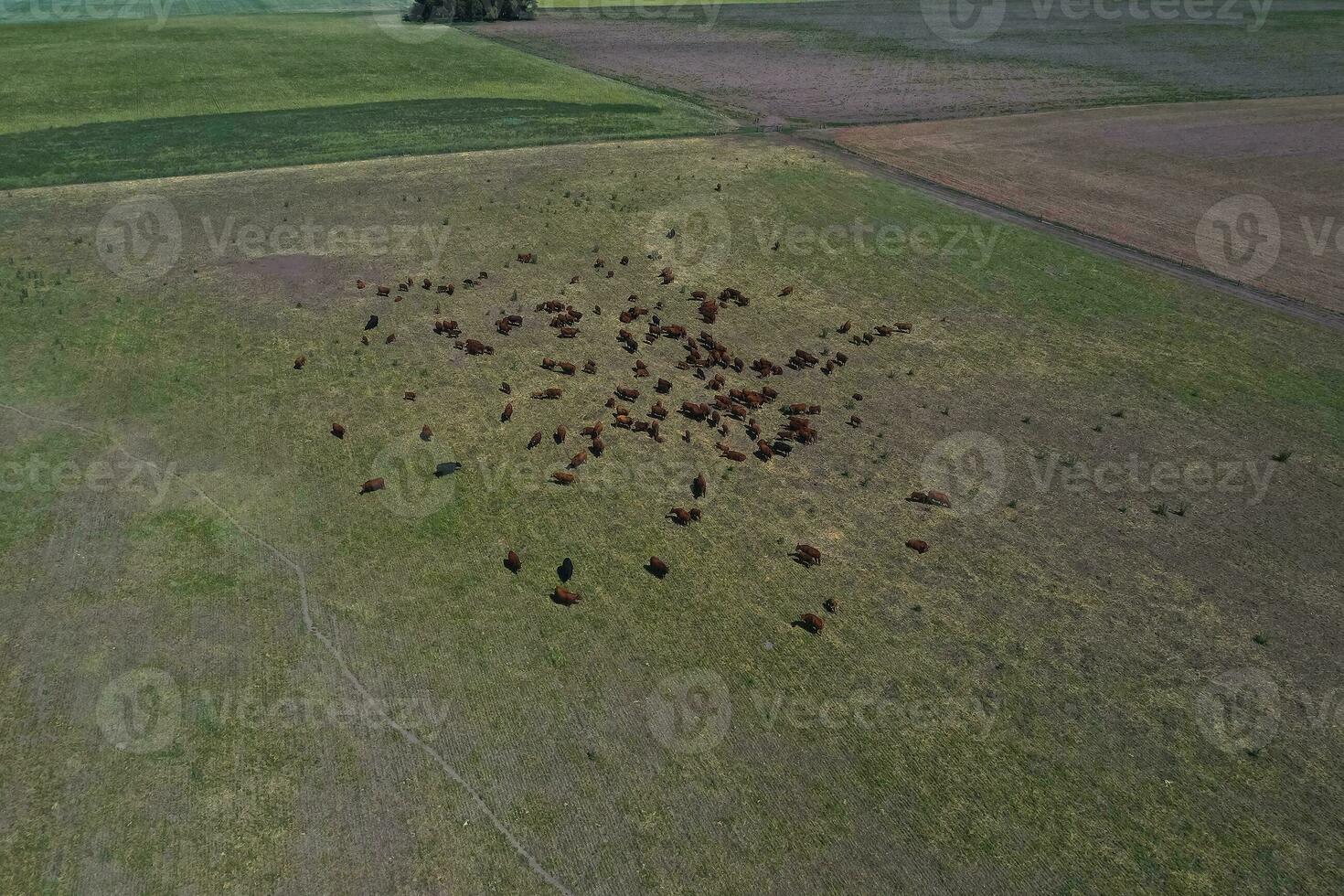 Cattle raising in pampas countryside, La Pampa province, Argentina. photo