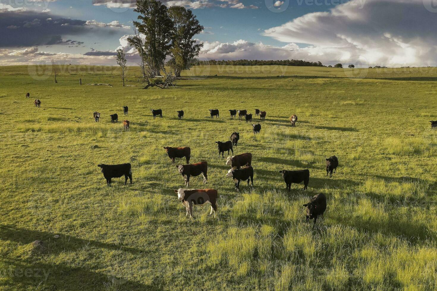 Cattle raising in pampas countryside, La Pampa province, Argentina. photo