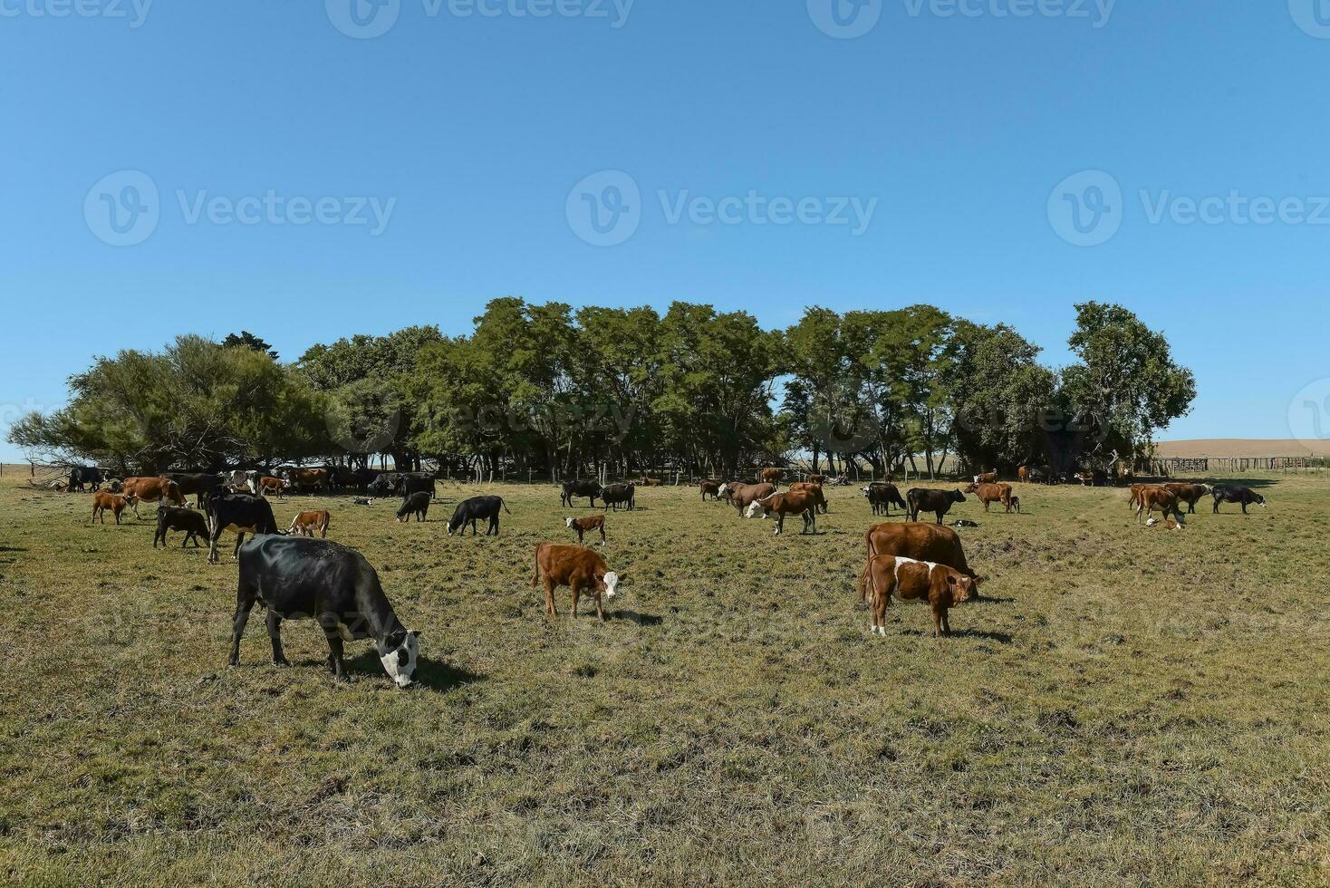 manada de vacas en pampa campo, la pampa, provincia, Patagonia, argentina. foto