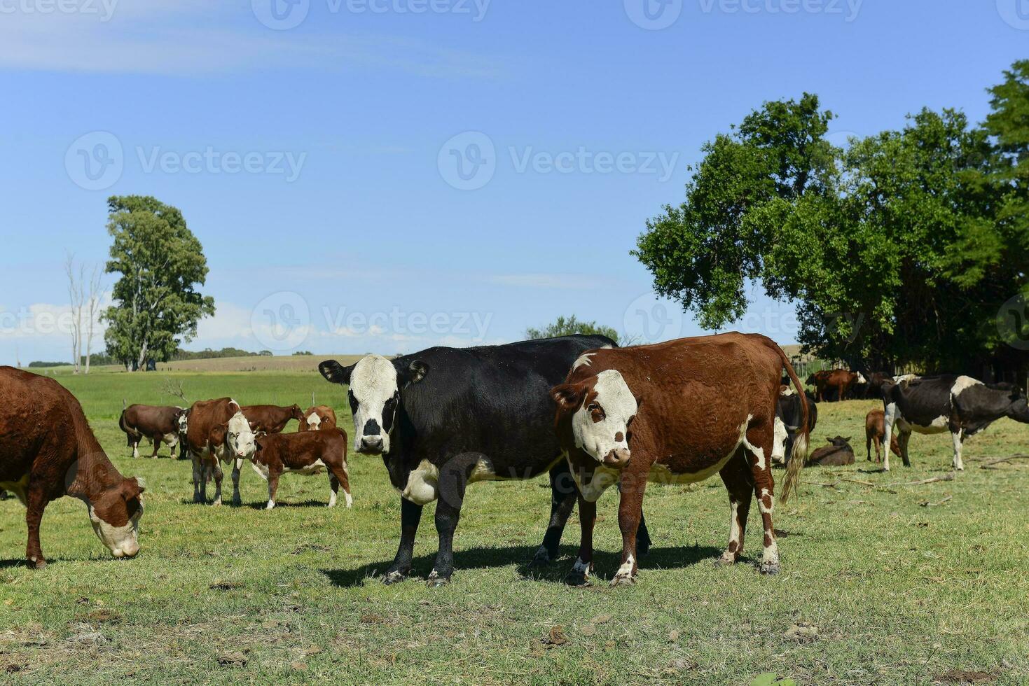 Group of cows looking at the camera, Buenos Aires Province, Argentina photo