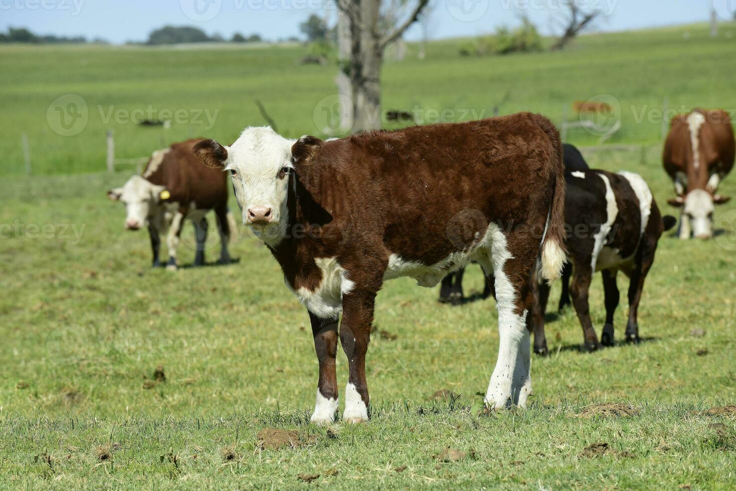 Group of cows looking at the camera, Buenos Aires Province, Argentina photo