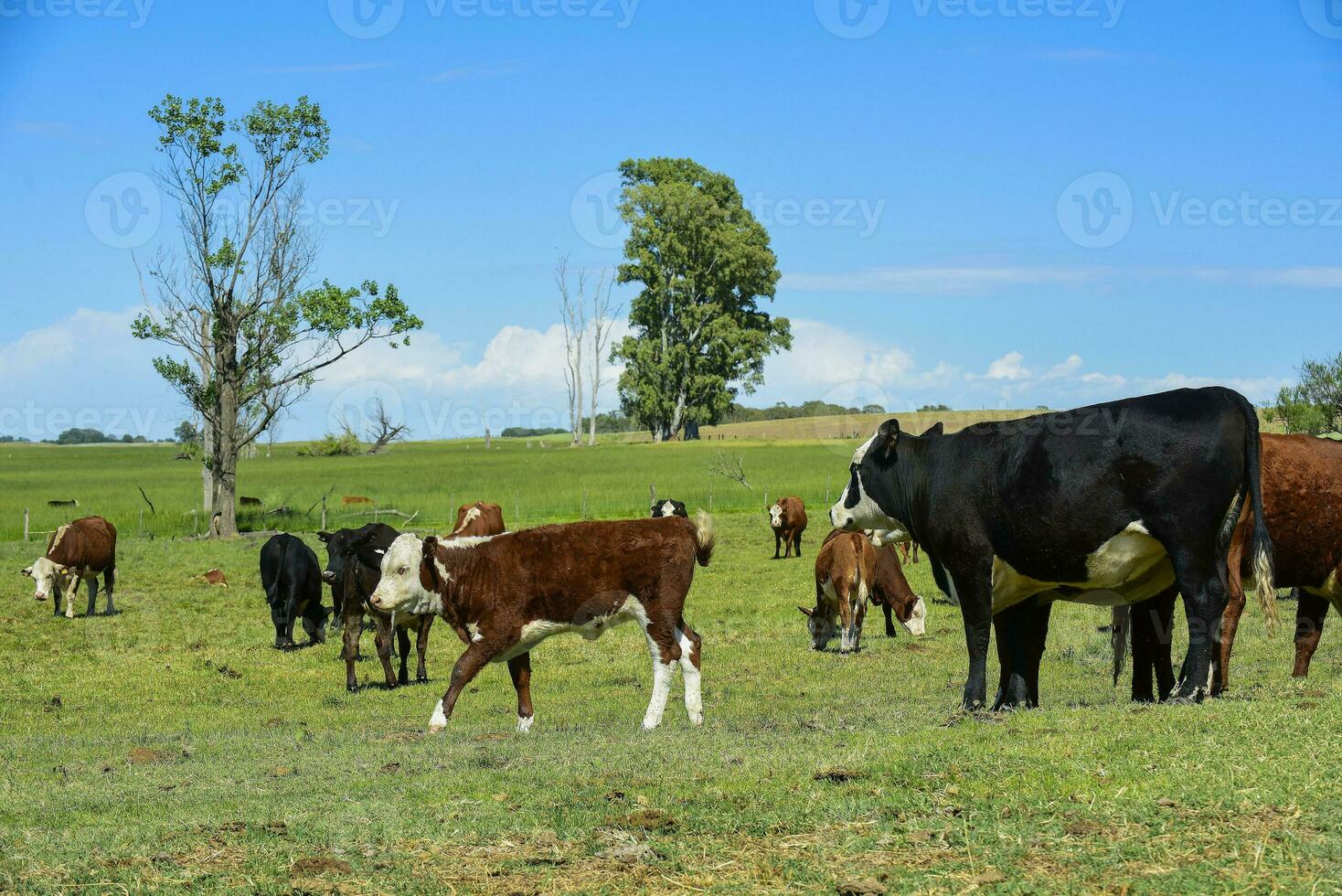 Cattle and  calf sucking, Argentine countryside,La Pampa Province, Argentina. photo