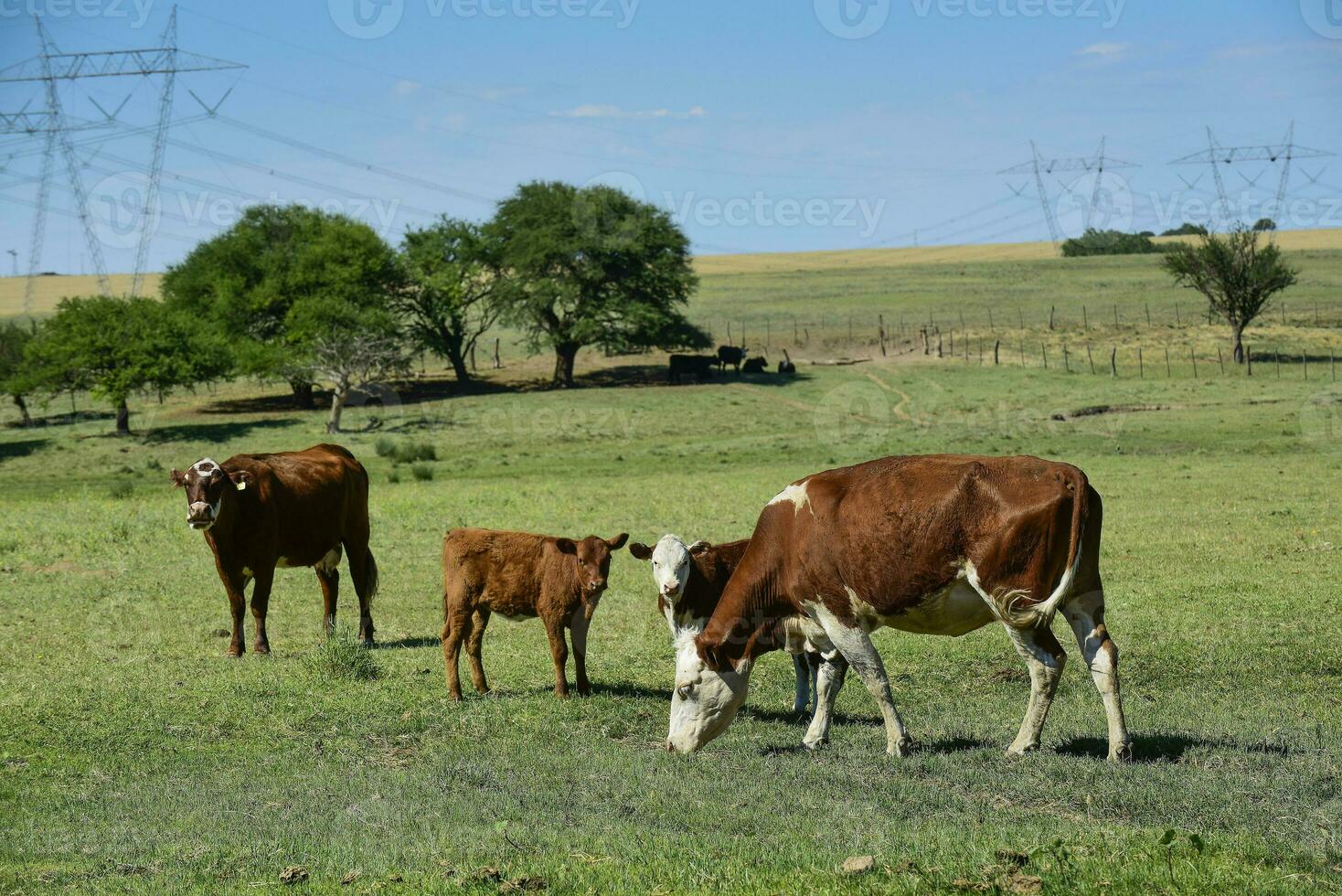 Cow and baby in Pampas coutryside, Patagonia, Argentina. photo