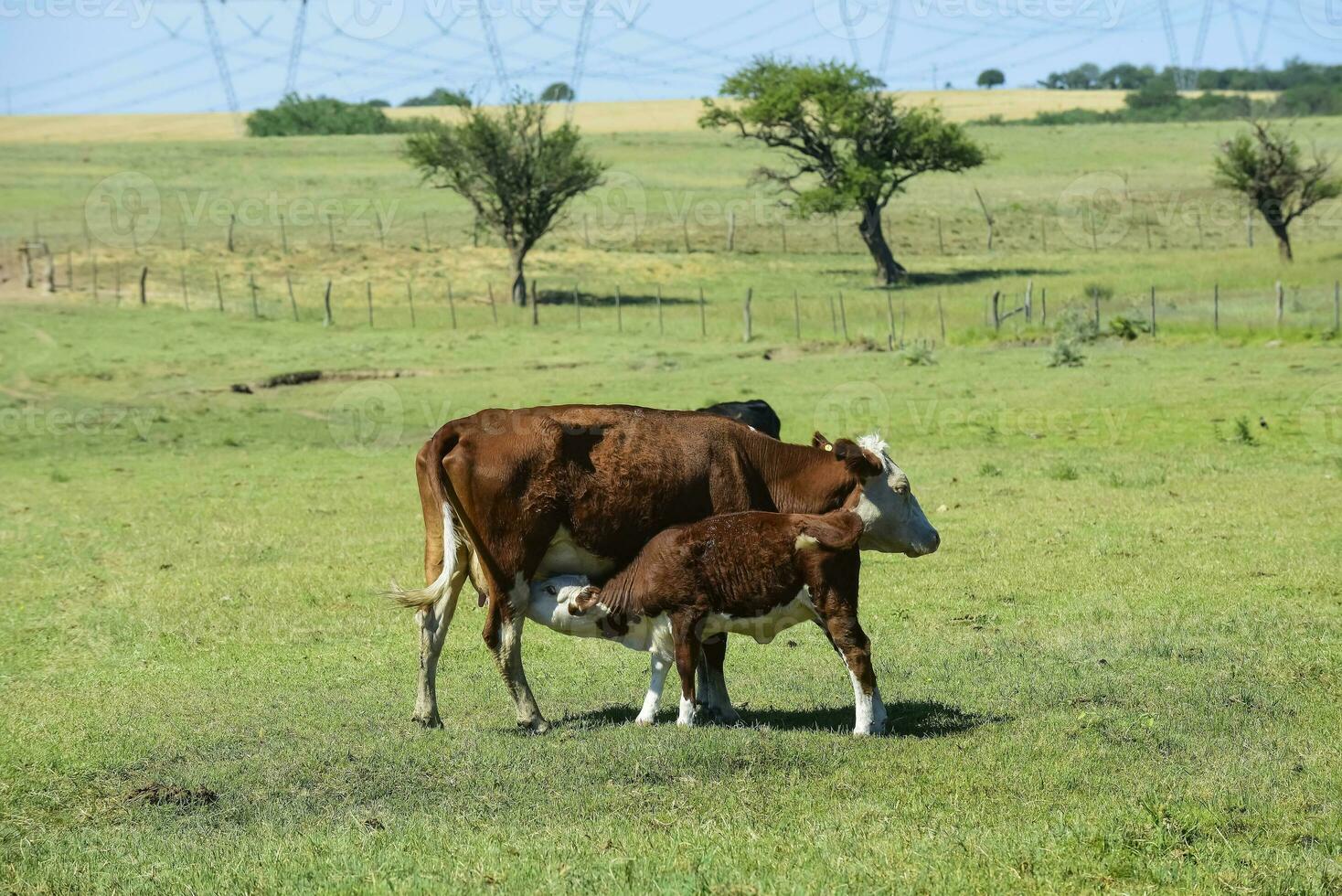 grupo de vacas mirando a el cámara, buenos aires provincia, argentina foto