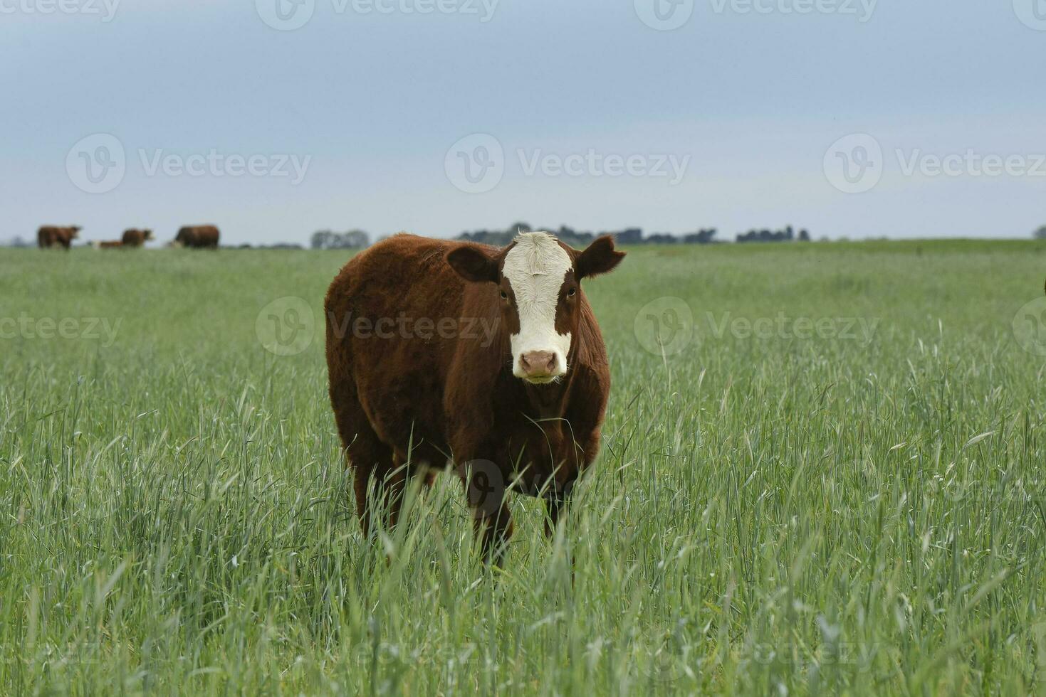 Cattle raising  with natural pastures in Pampas countryside, La Pampa Province,Patagonia, Argentina. photo