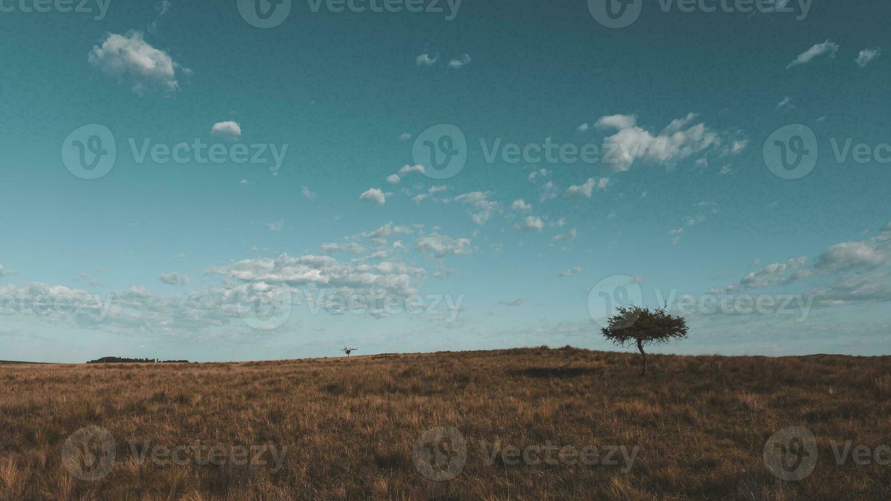 Pampas grass landscape, La Pampa province, Patagonia, Argentina. photo