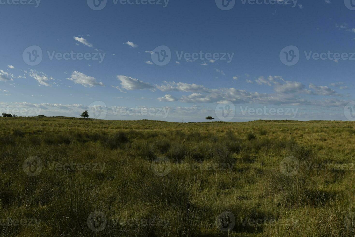 Pampas grass landscape, La Pampa province, Patagonia, Argentina. photo