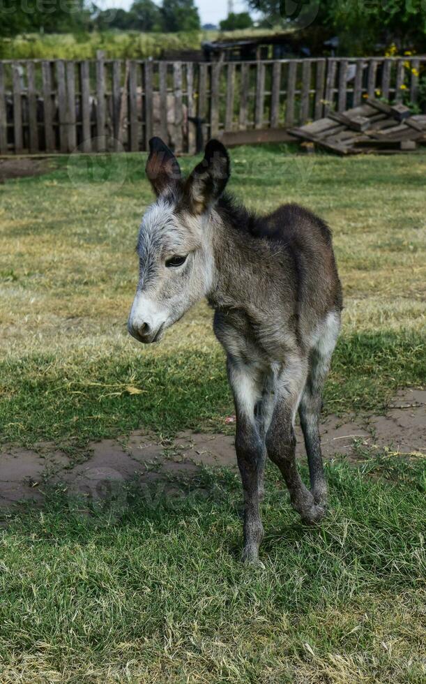 Donkey newborn baby in farm, Argentine Countryside photo