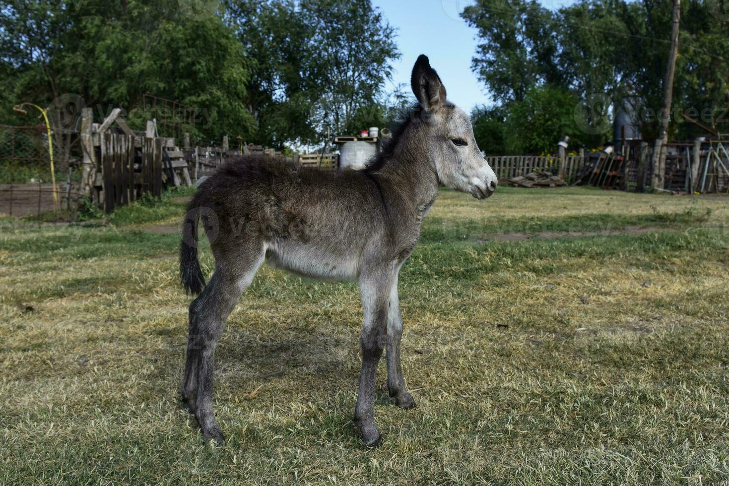 Donkey newborn baby in farm, Argentine Countryside photo