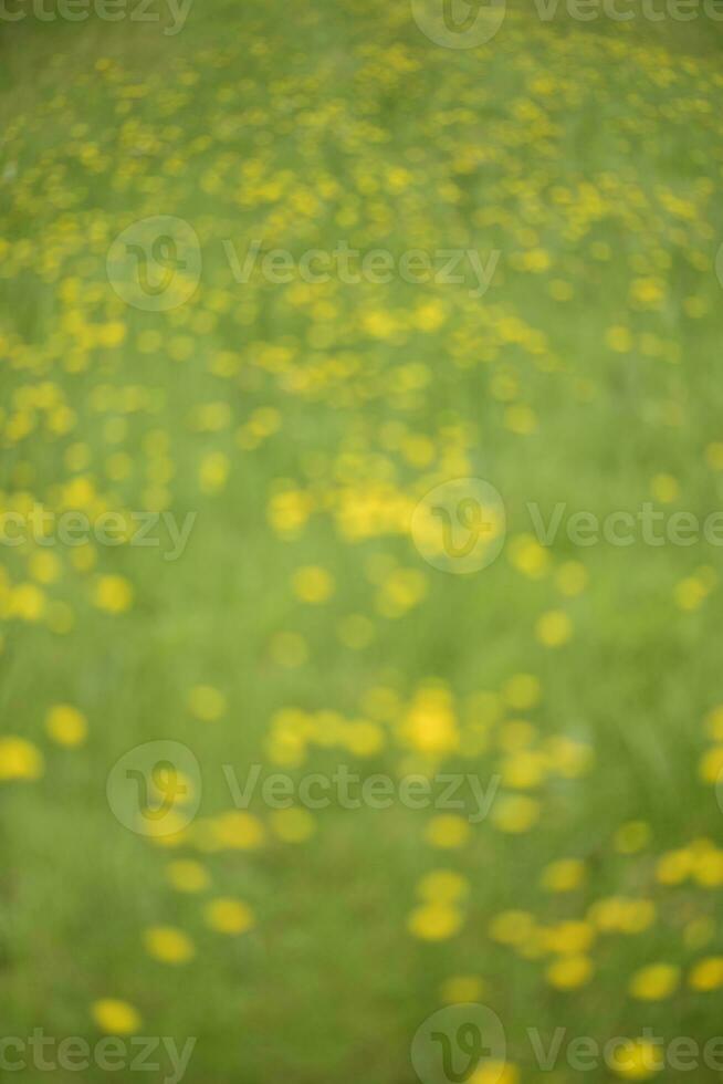 Wild flower background  in Patagonia, Argentina photo