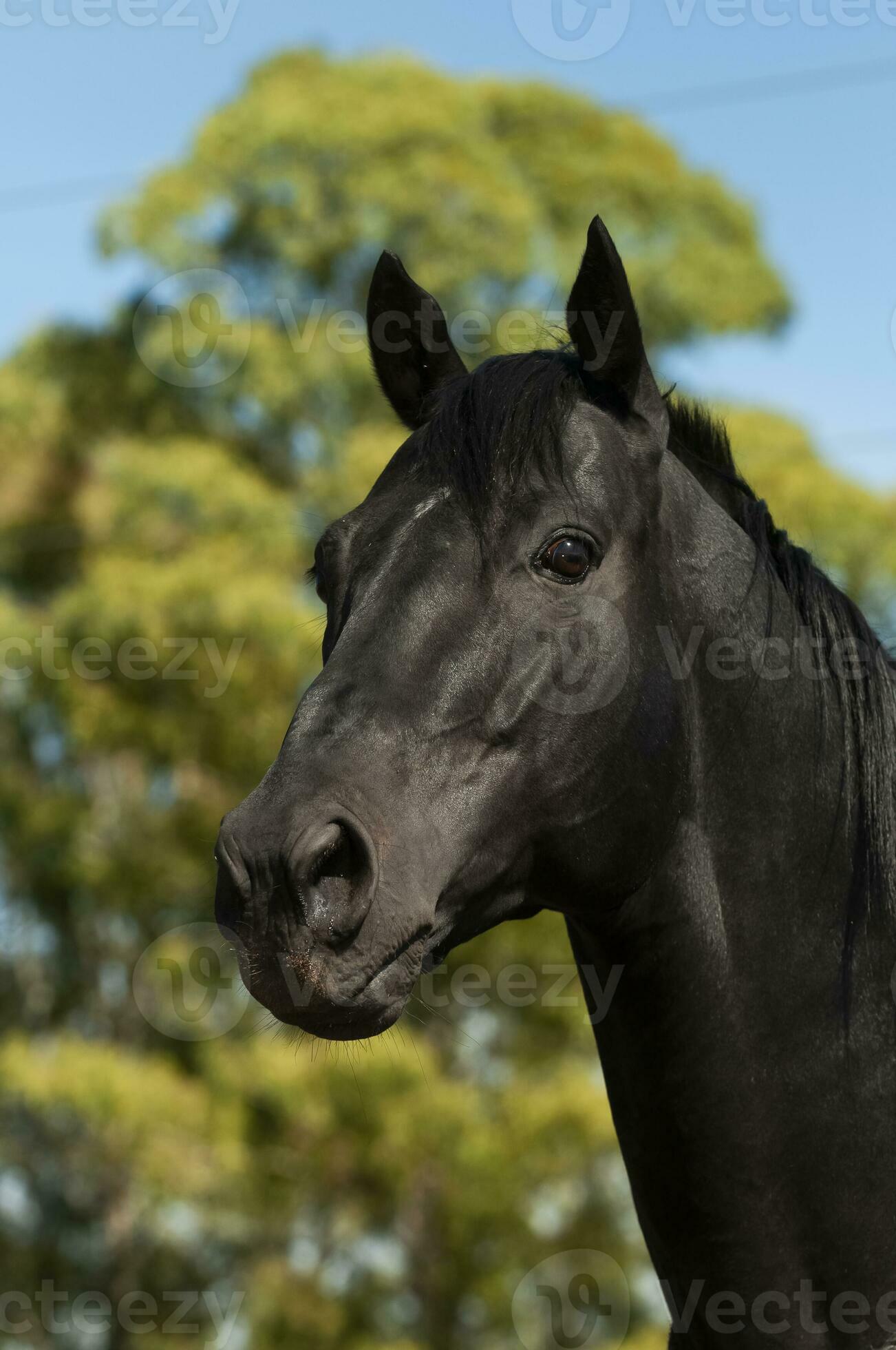 Black breeding horse, Portrait, La Pampa Province, Patagonia, Argentina