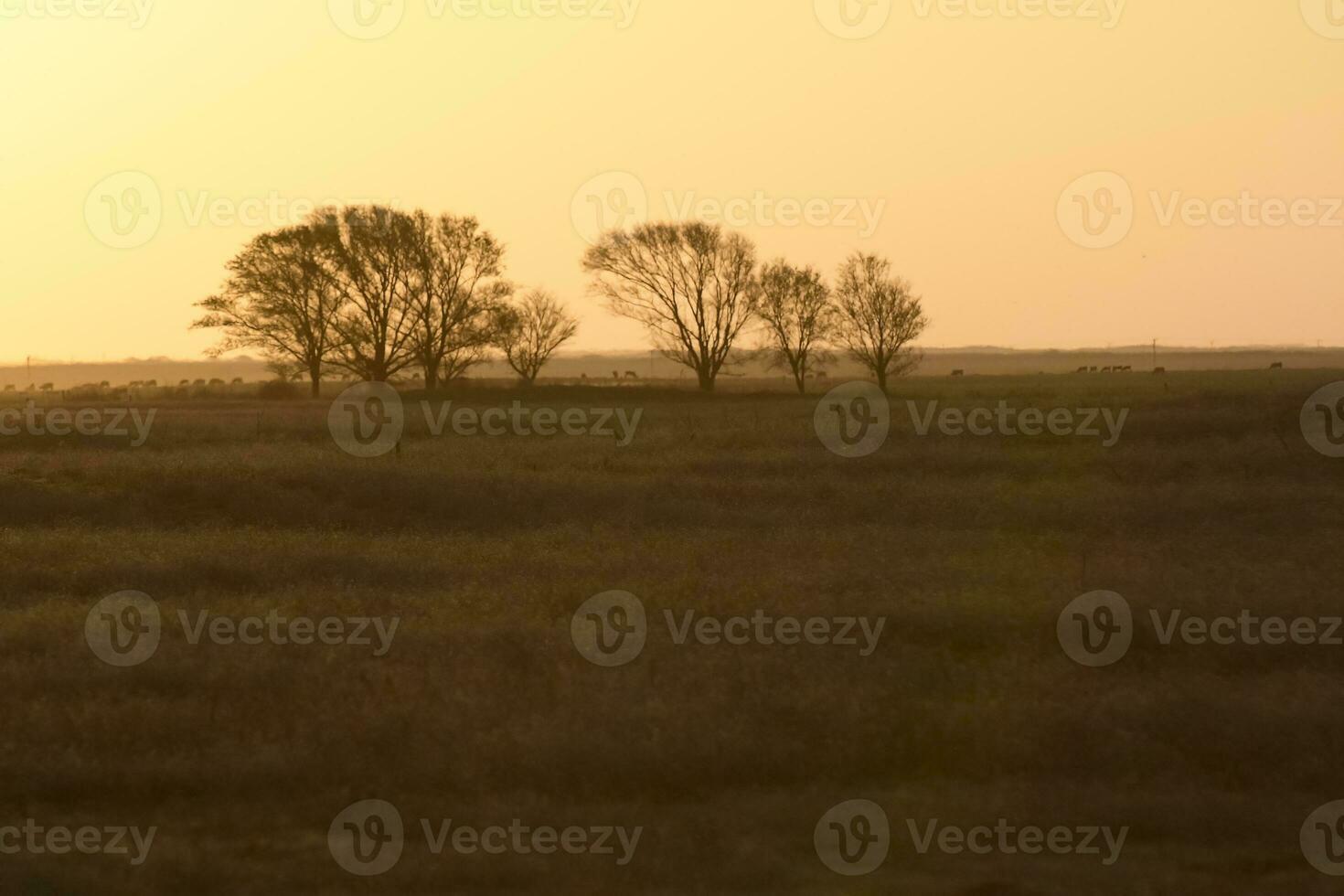 Pampas sunset landscape, La pampa, Argentina photo
