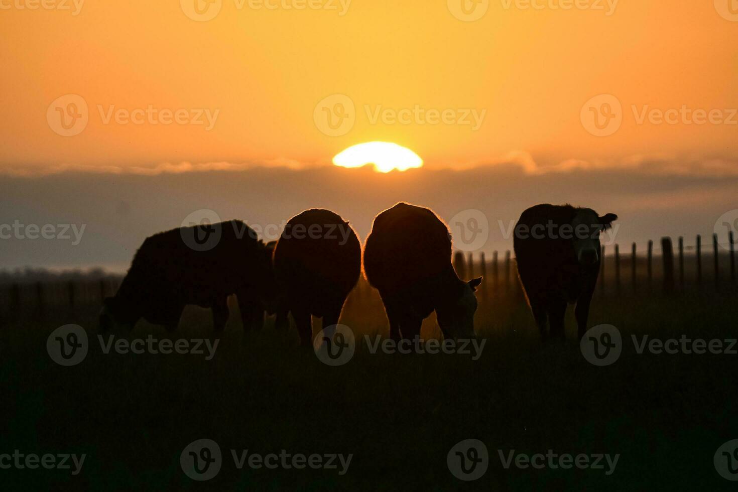 Cows silhouettes  grazing, La Pampa, Patagonia, Argentina. photo