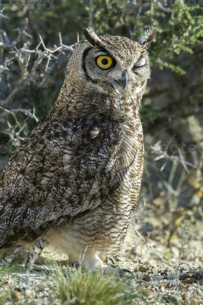 Great Horned Owl, Bubo virginianus nacurutu, Peninsula Valdes, Patagonia, Argentina. photo