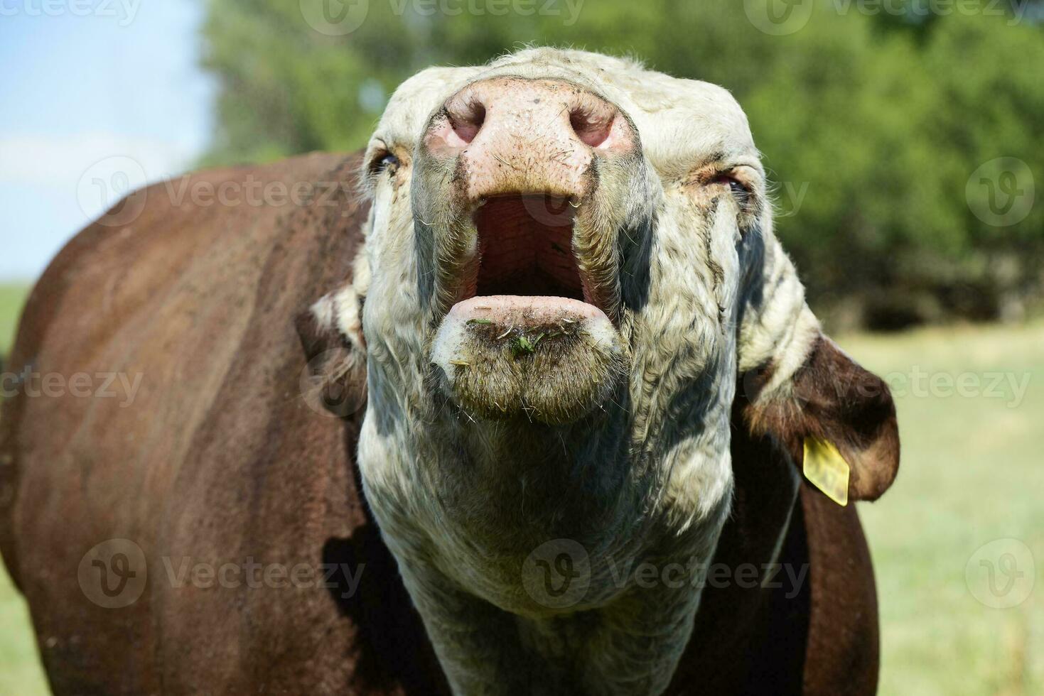 vacas levantamiento con natural pastos en pampa campo, la pampa provincia, patagonia, argentina. foto