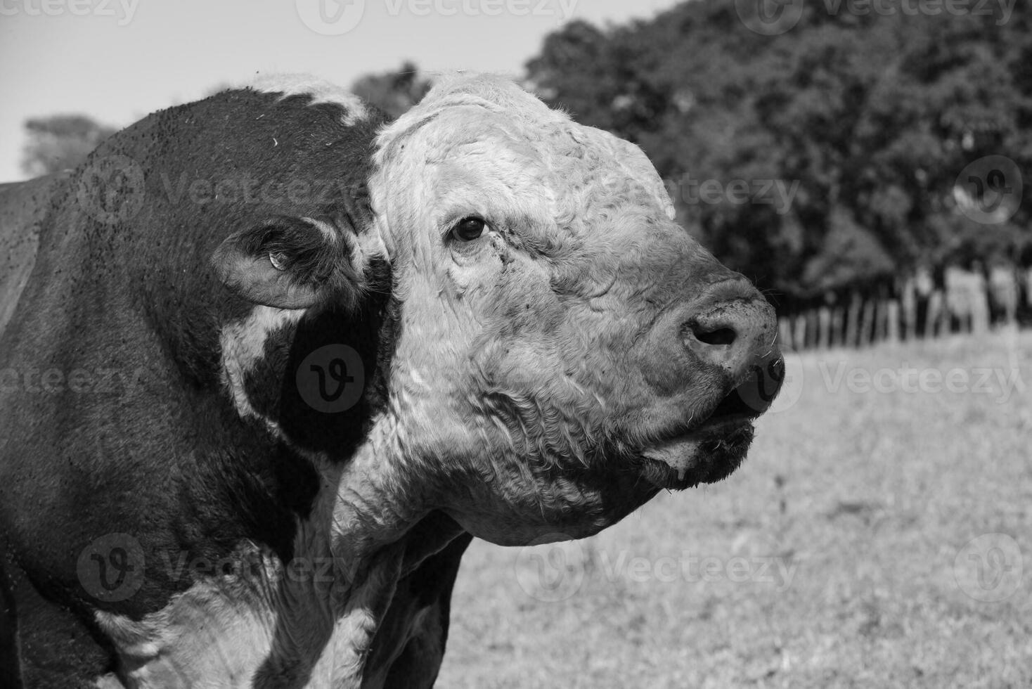 Cattle raising  with natural pastures in Pampas countryside, La Pampa Province,Patagonia, Argentina. photo