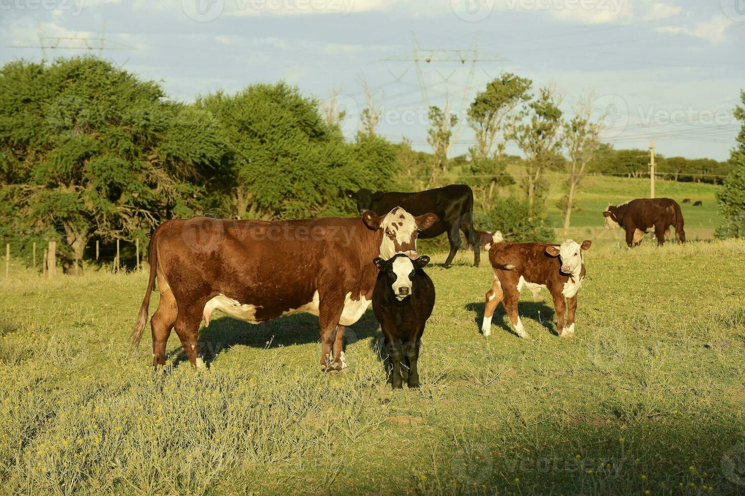 vacas levantamiento con natural pastos en pampa campo, la pampa provincia, patagonia, argentina. foto