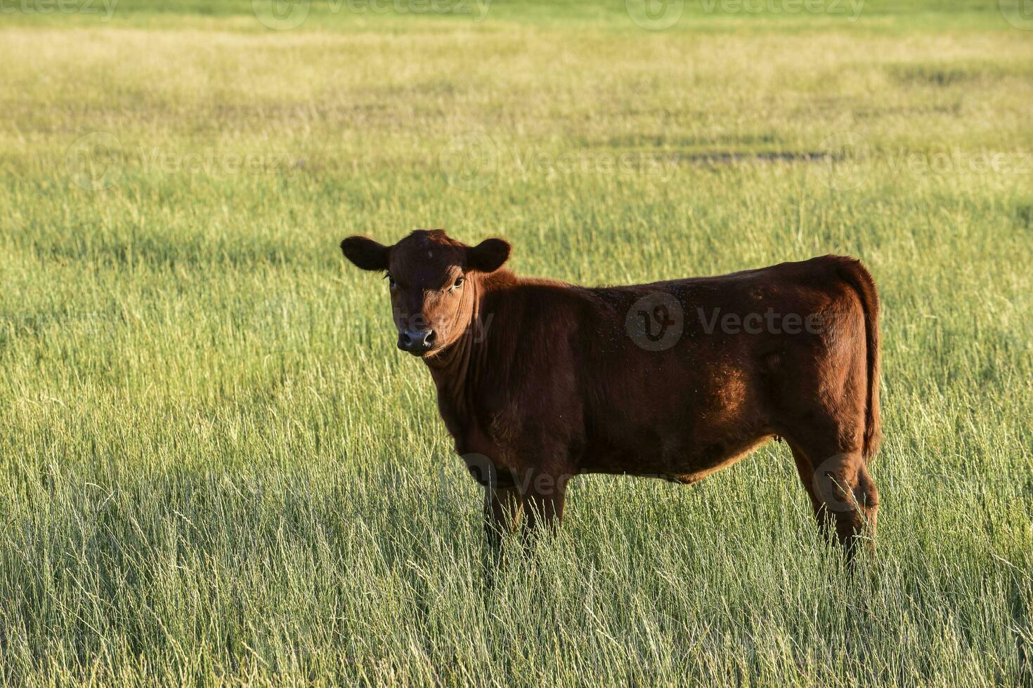 Cattle raising  with natural pastures in Pampas countryside, La Pampa Province,Patagonia, Argentina. photo