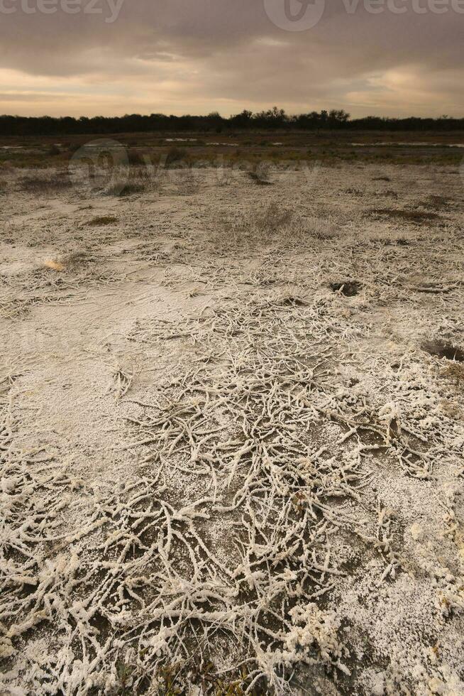 Saltpeter on the floor of a lagoon in a semi desert environment, La Pampa province, Patagonia, Argentina. photo