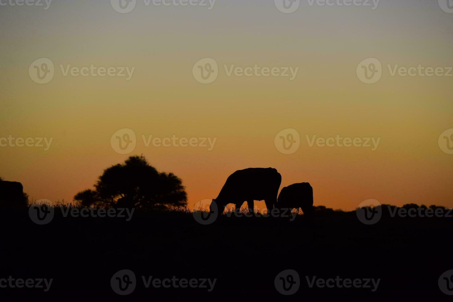 Cows grazing at sunset, Buenos Aires Province, Argentina. photo