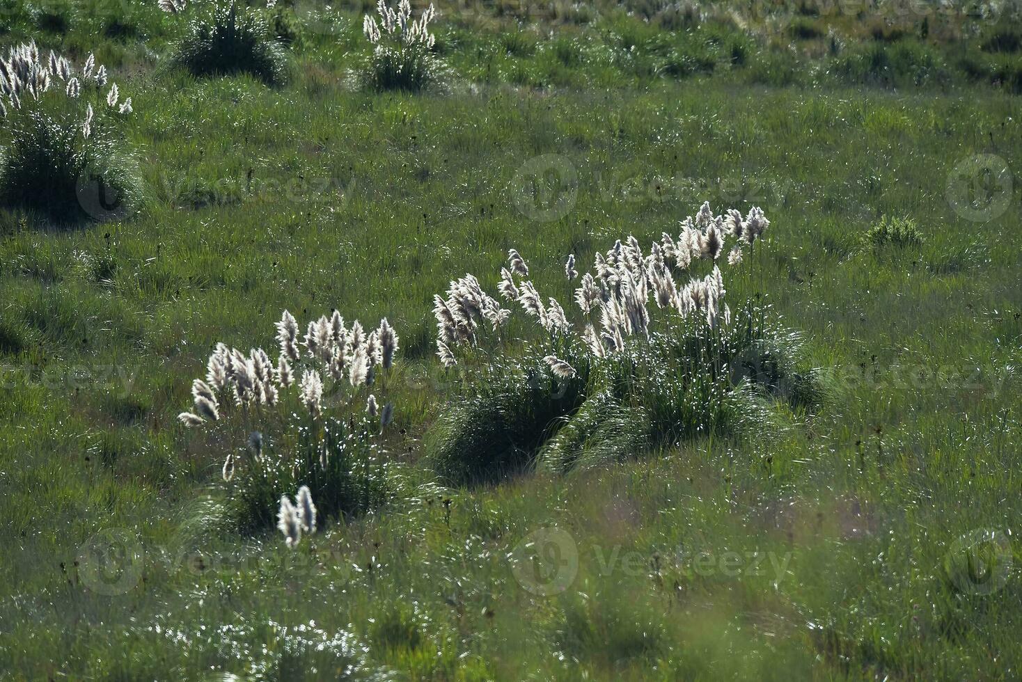 Highland grasslands in Pampa de Achala , Quebrada del Condorito  National Park,Cordoba province, Argentina photo