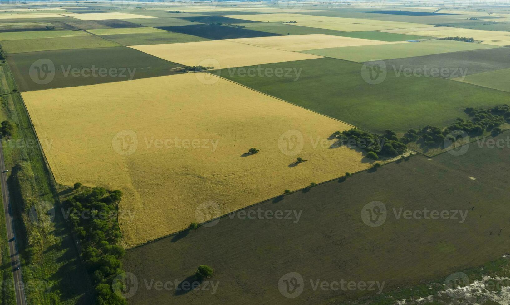 Wheat field ready to harvest, in the Pampas plain, La Pampa, Argentina. photo