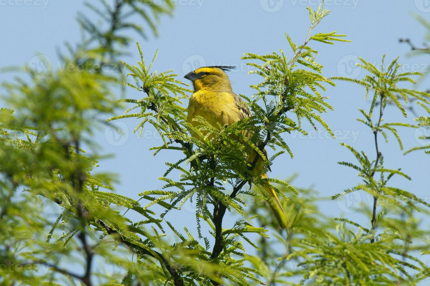 Yellow Cardinal, Gubernatrix cristata, Endangered species in La Pampa, Argentina photo