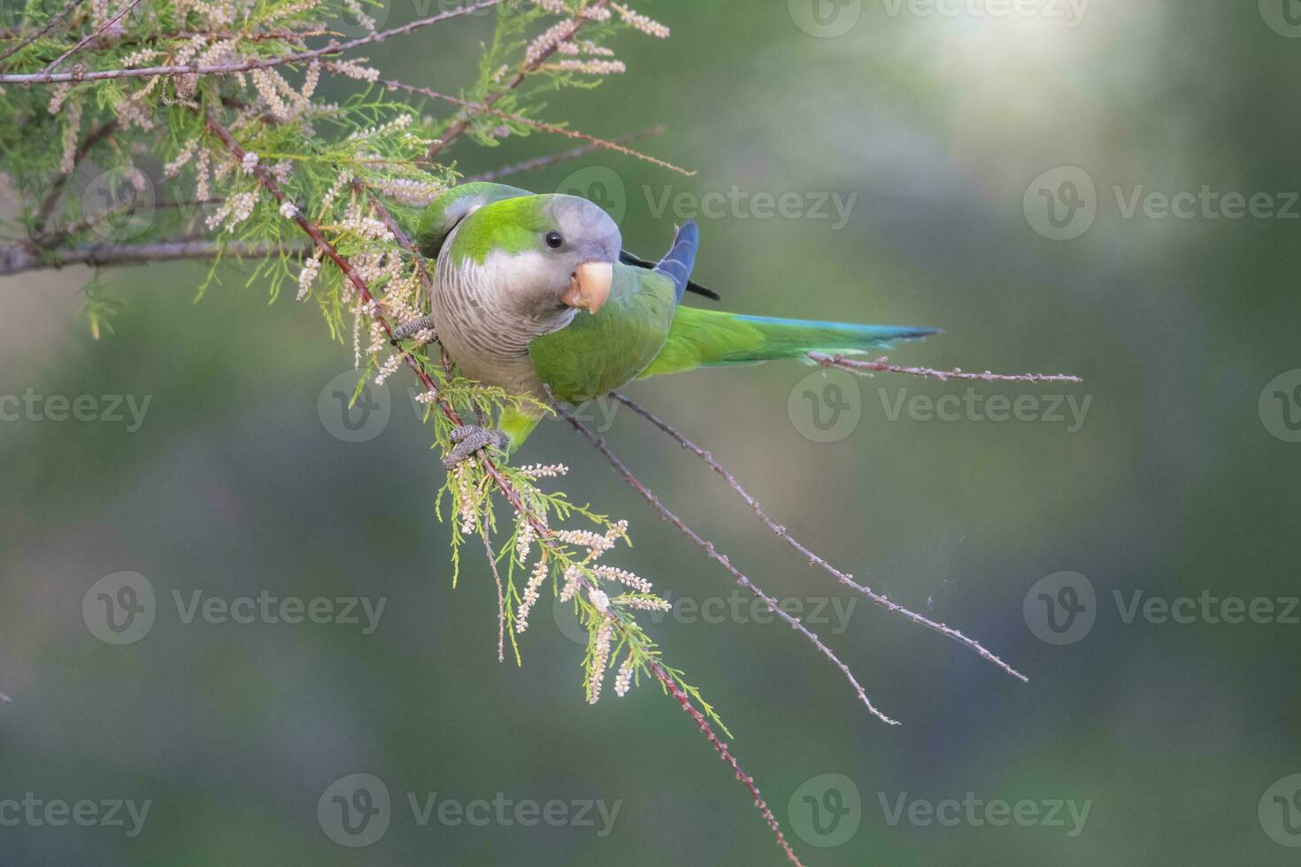 Parakeet perched on a bush with red berries , La Pampa, Patagonia, Argentina photo