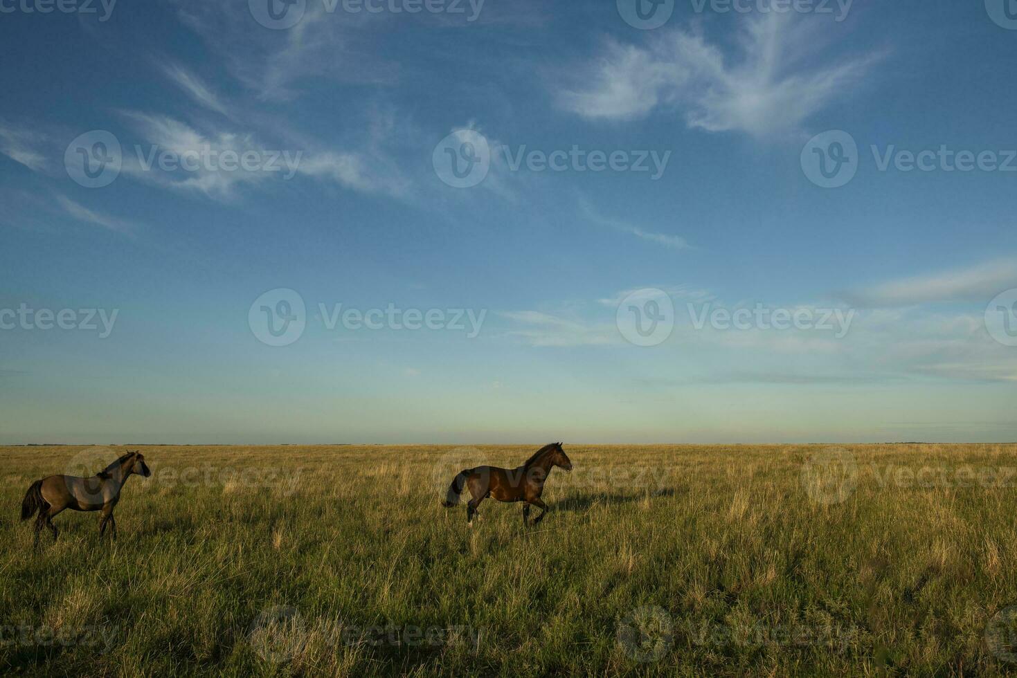 caballos en el argentino campo, la pampa provincia, Patagonia, argentina. foto