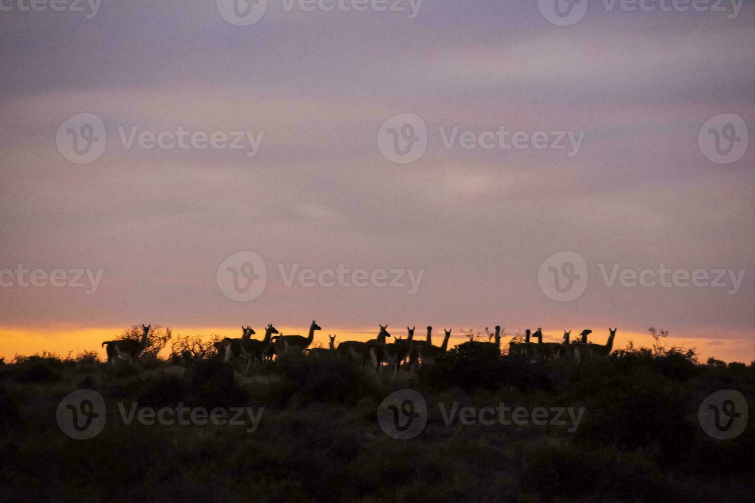Guanaco, Lama Guanicoe,  Peninsula Valdes, Unesco World Heritage Site, Patagonia Argentina. photo