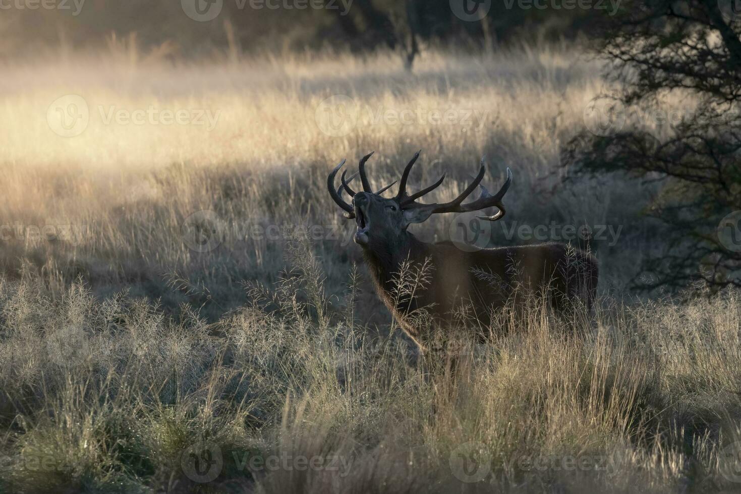 masculino rojo ciervo en la pampa, argentina, parque luro, naturaleza reserva foto