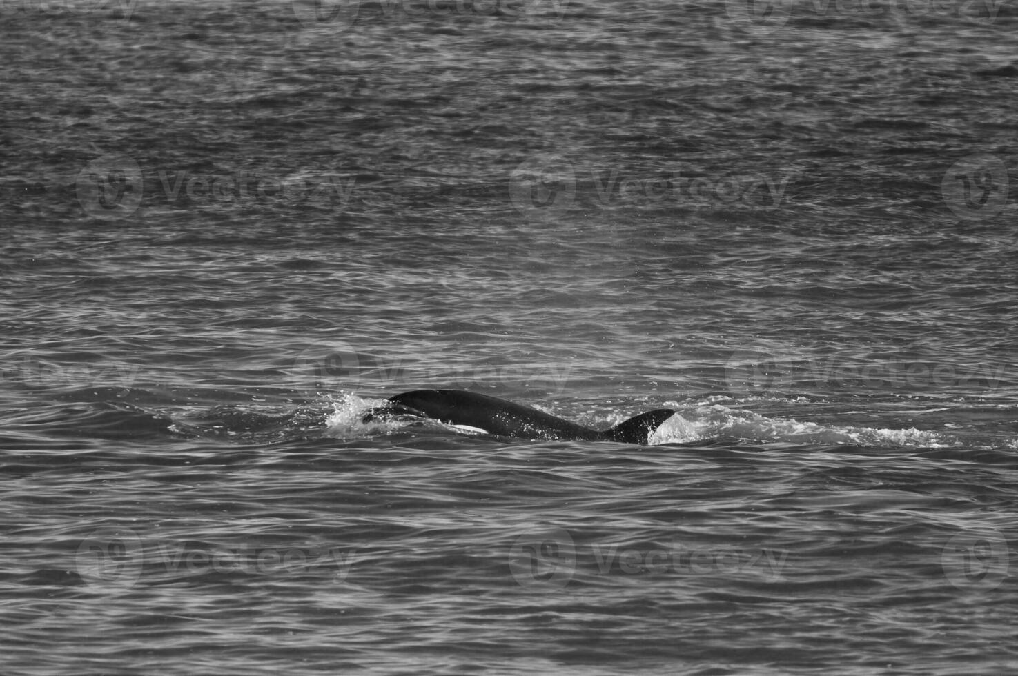 Killer whale hunting sea lions on the paragonian coast, Patagonia, Argentina photo