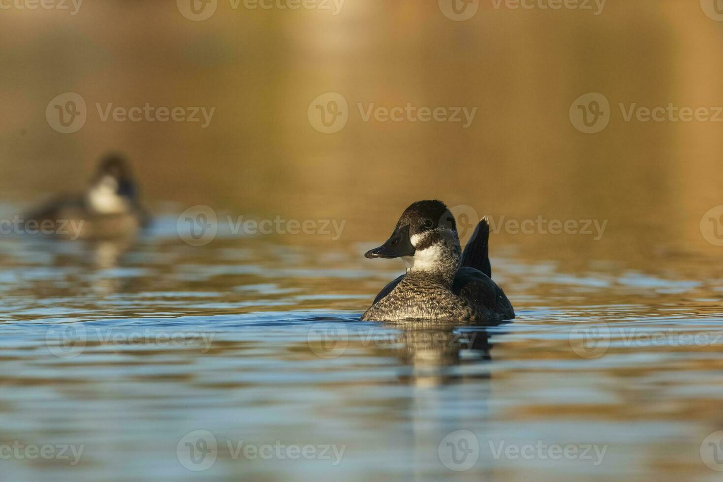 Lake Duck in Pampas Lagoon environment, La Pampa Province, Patagonia , Argentina. photo