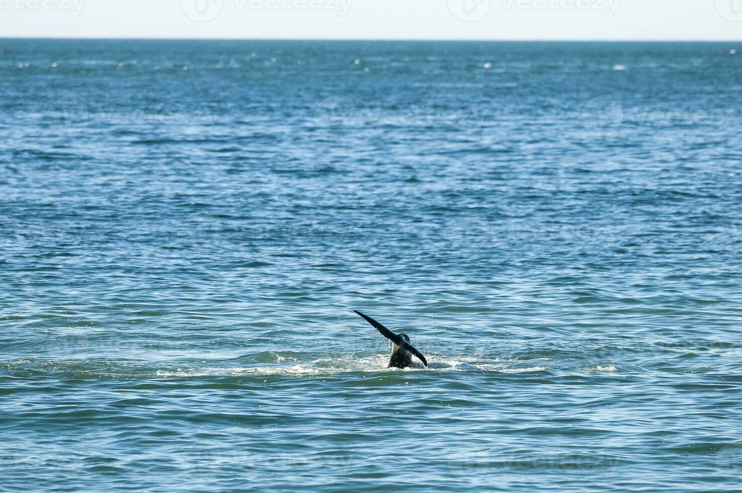Killer whale hunting sea lions on the paragonian coast, Patagonia, Argentina photo