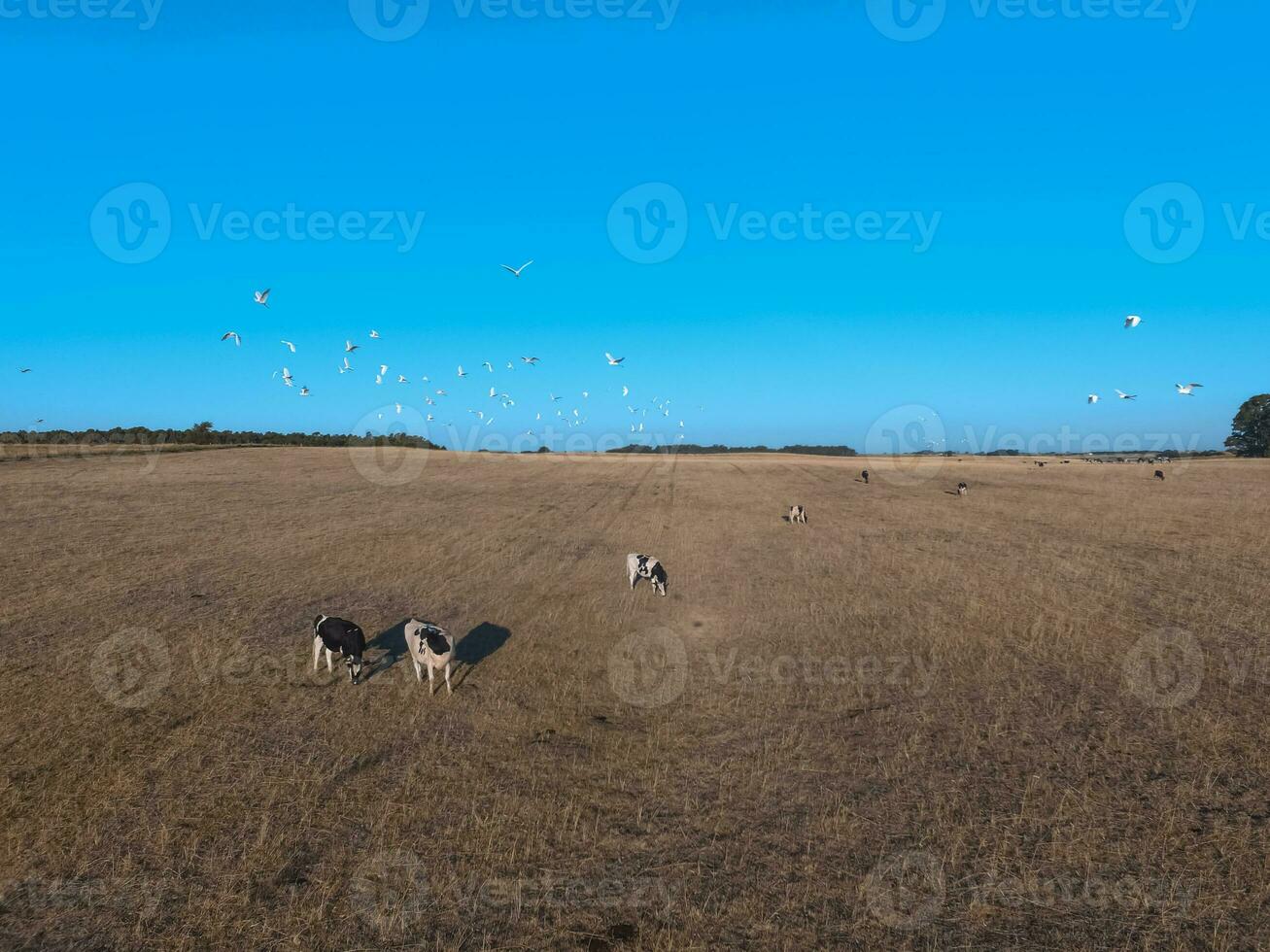 Steers fed with natural grass, Pampas, Argentina photo