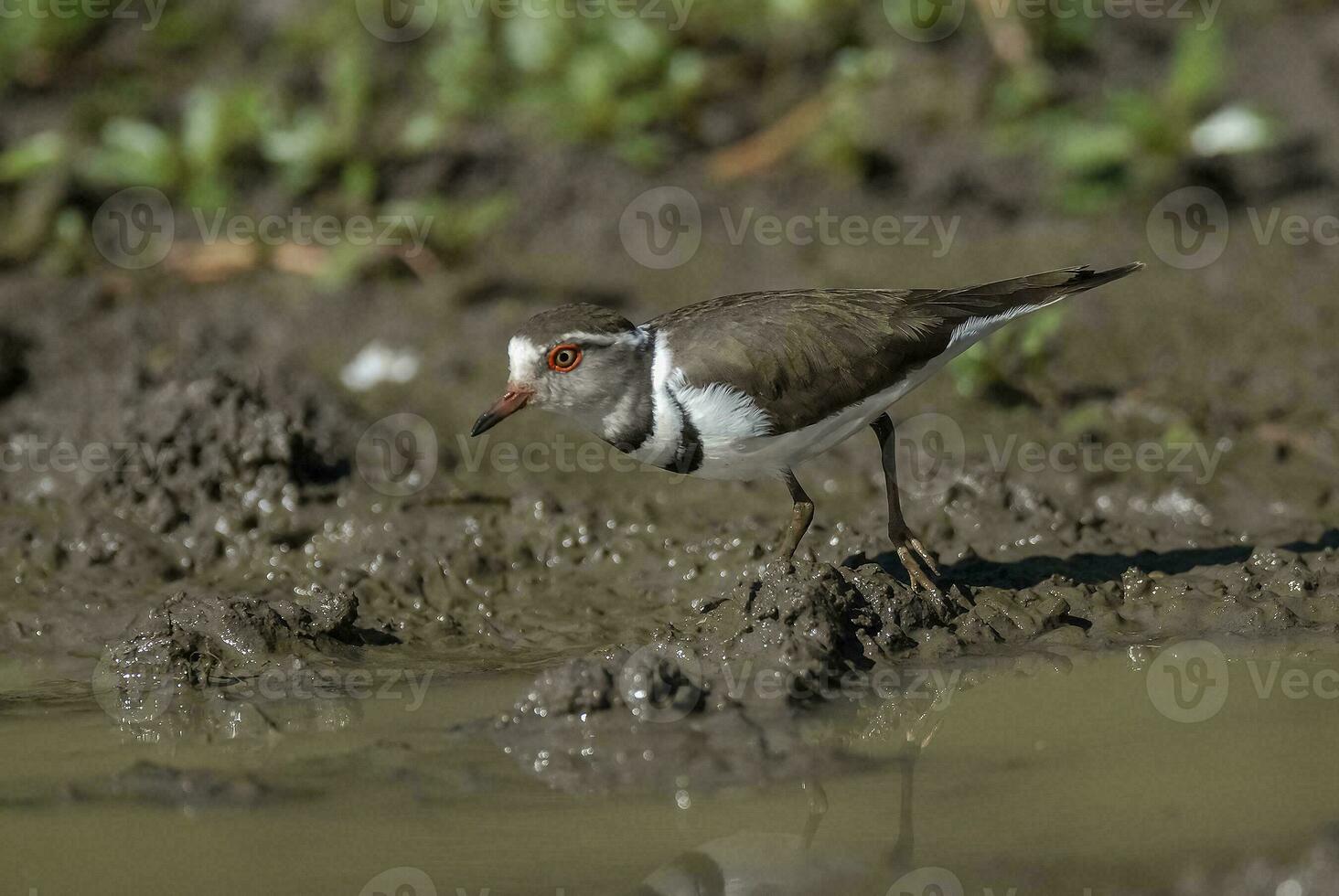 Three banded plover.Charadrius tricollaris, Kruger National Park, South Africa. photo